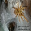 pterinochilus murinus caresheet